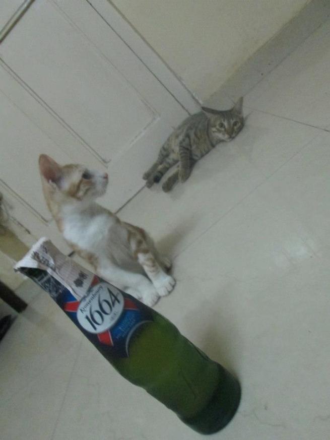 billoo and kittu and beer